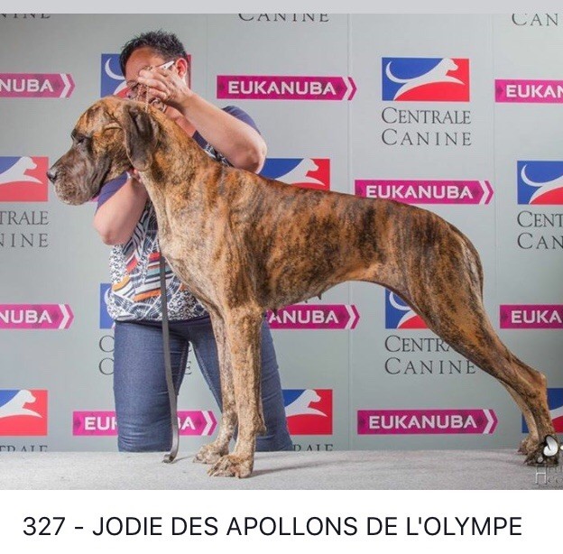 CH. Jodie Des Apollons De L'Olympe