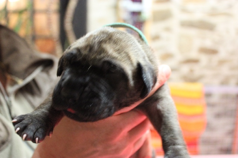 Des Apollons De L'Olympe - Dogue allemand - Portée née le 02/11/2014