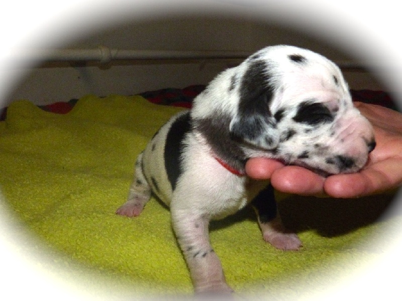 Des Apollons De L'Olympe - Dogue allemand - Portée née le 18/01/2015